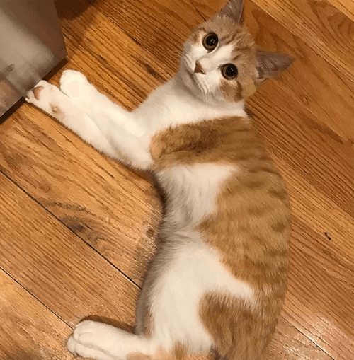garfield
