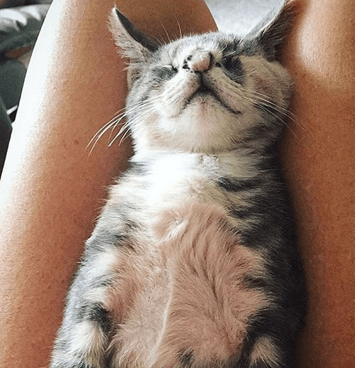 willow