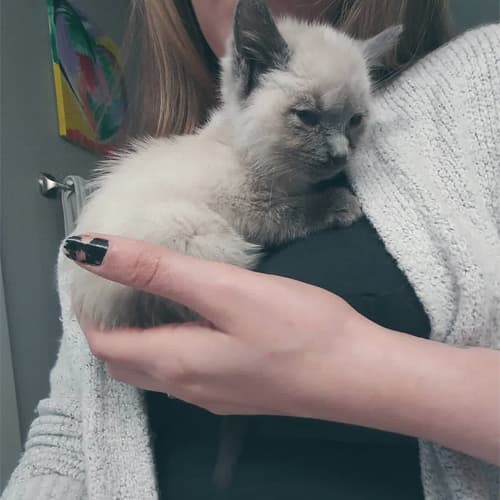 Dumpling