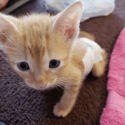 simba