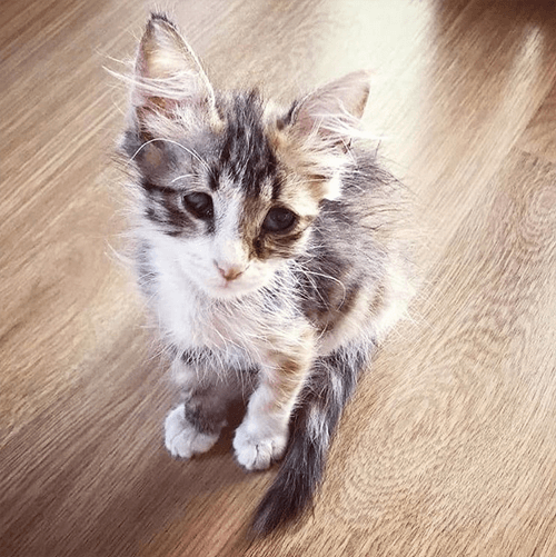 kira