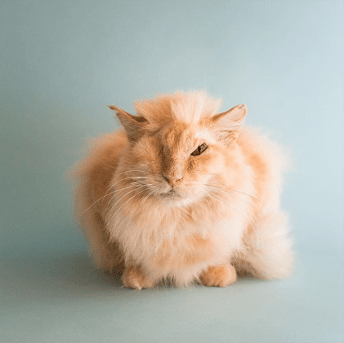 thomas