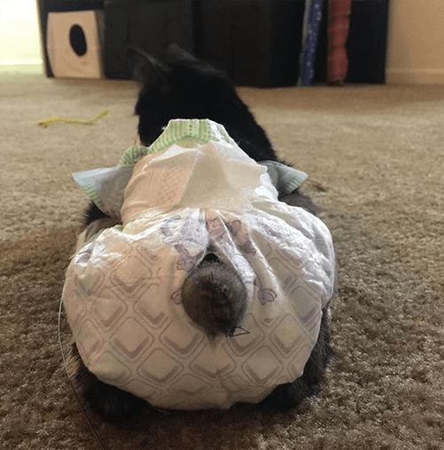 figaro