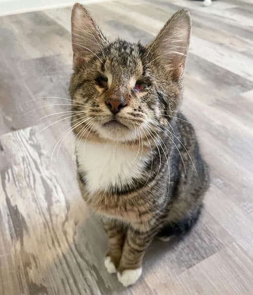 LouieCat3