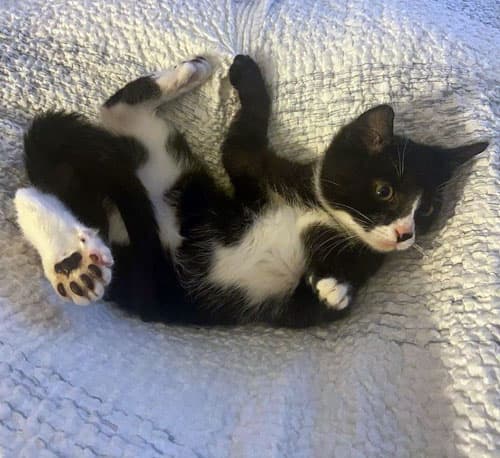 finn