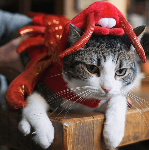lobstah