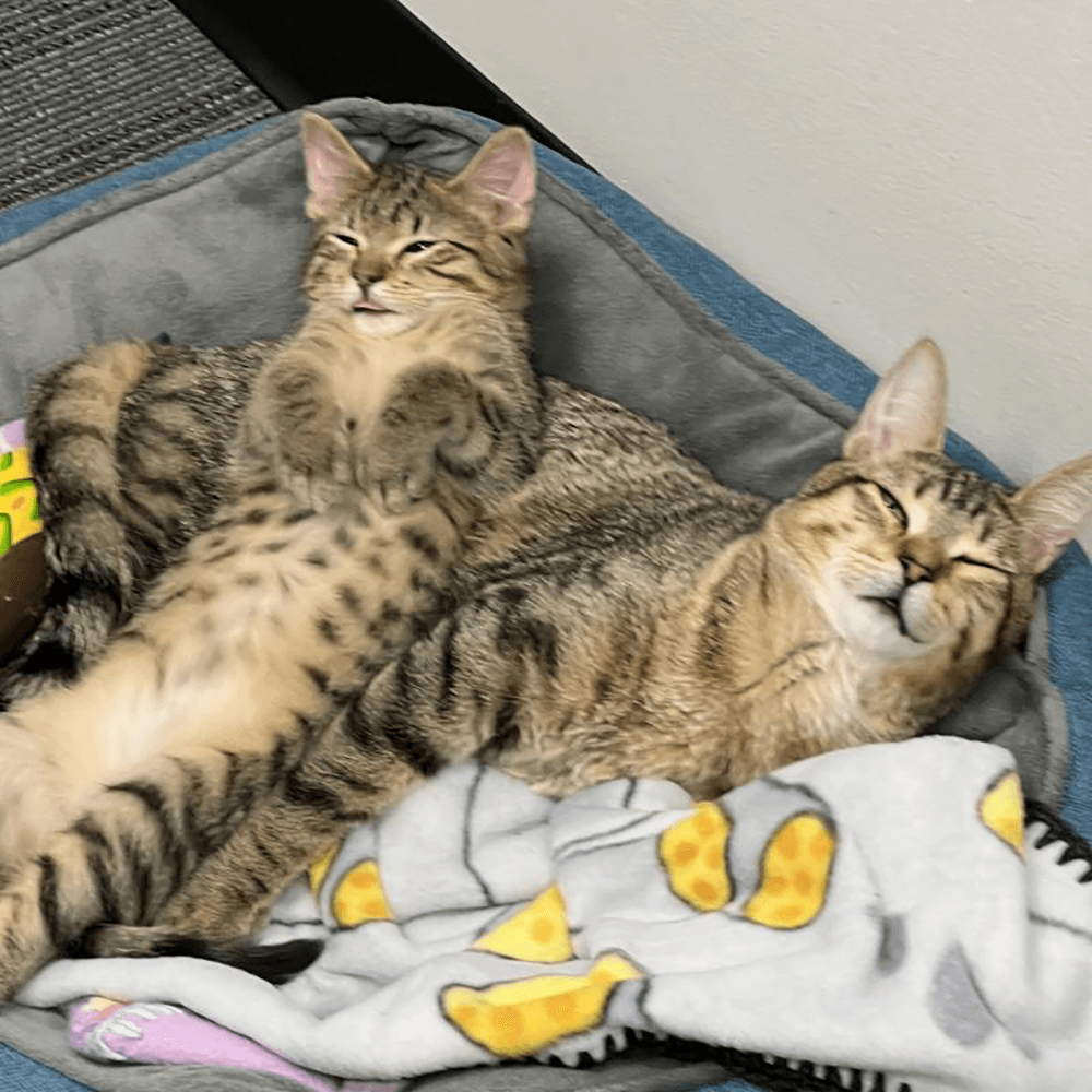 bruno and timmy feature