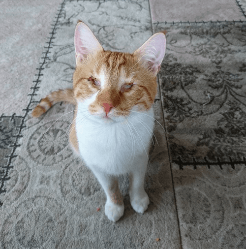 ray