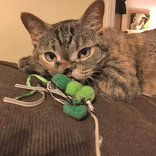 petunia