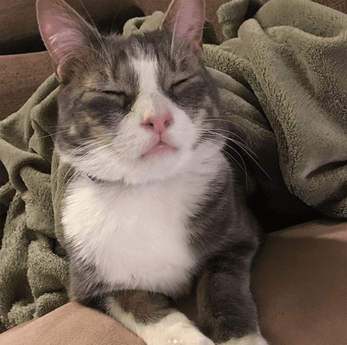 joey