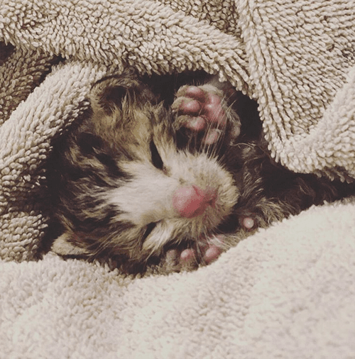 rocky