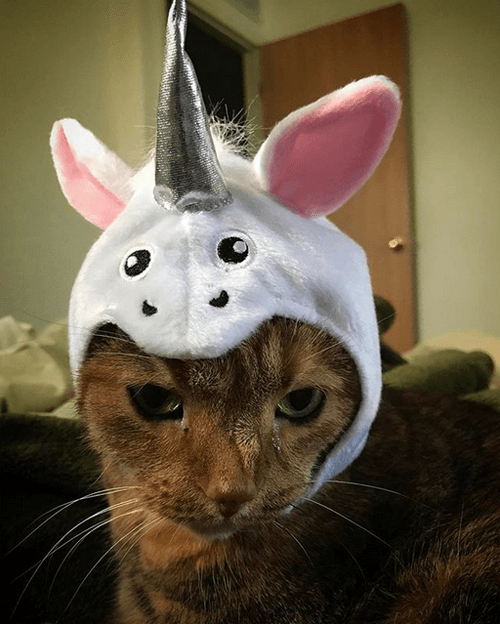 kittles