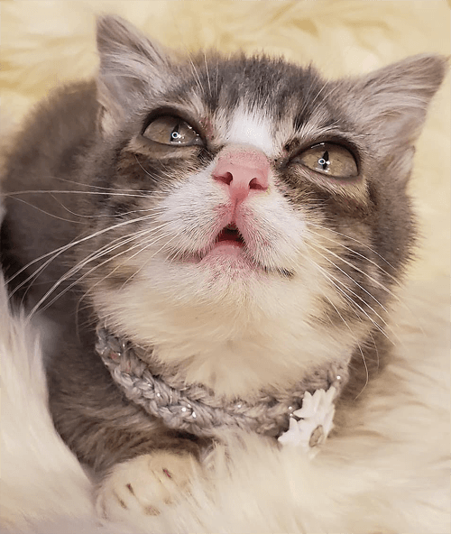 winky