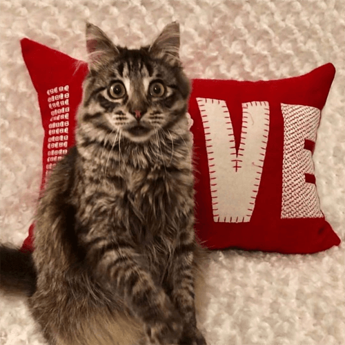 ivar