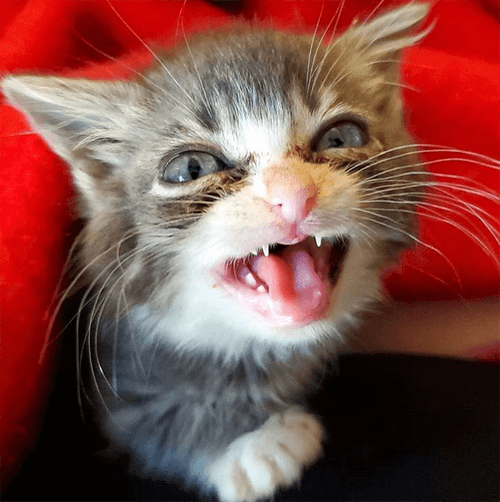 winky