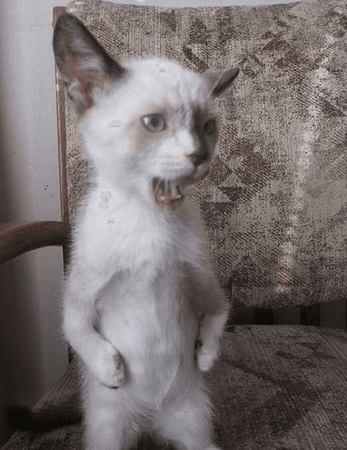 kobi