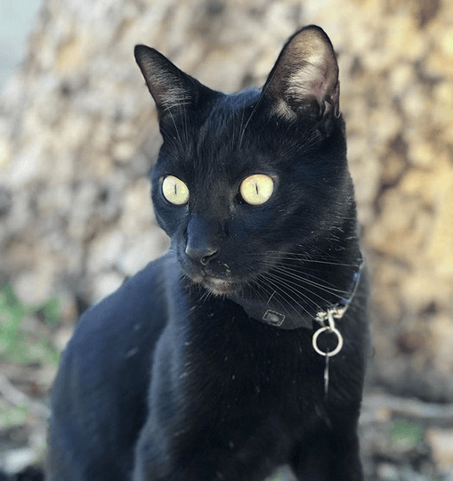 sammy feature