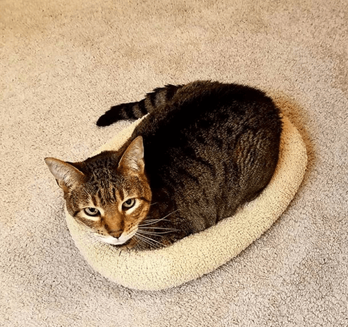 hemi
