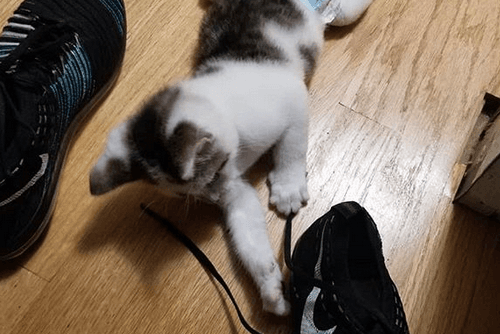 domino