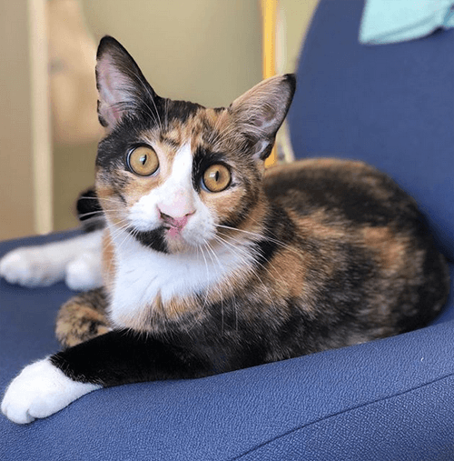 cleo