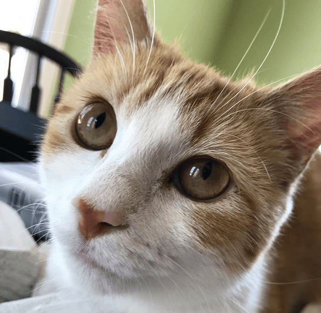 garfield feature