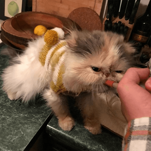 aladdinacat