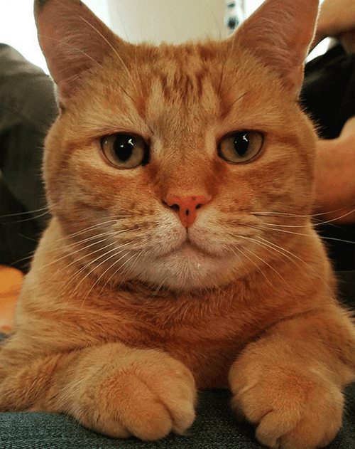 darwin
