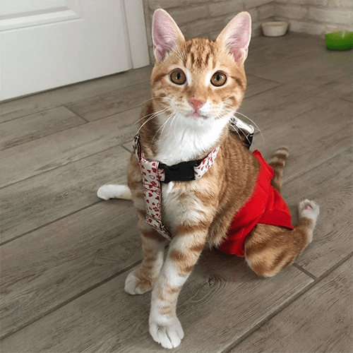 simba