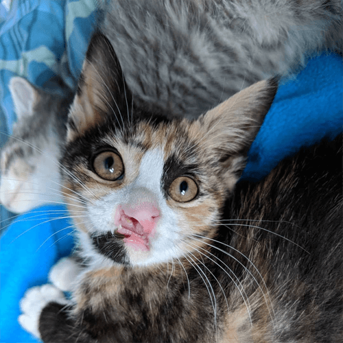cleo