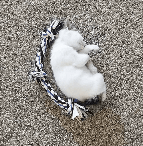churro