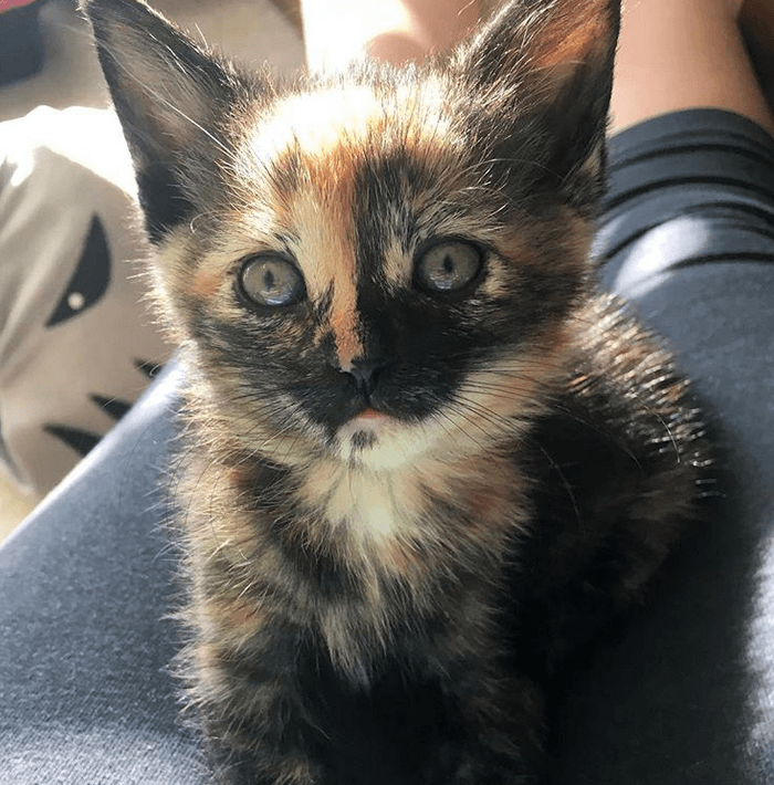 tortiekittenfeature