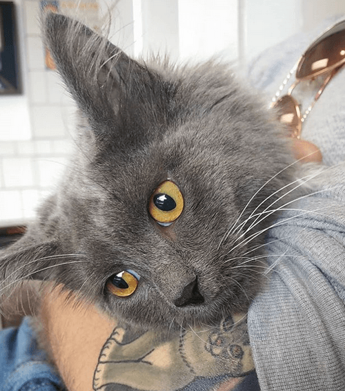 sybil