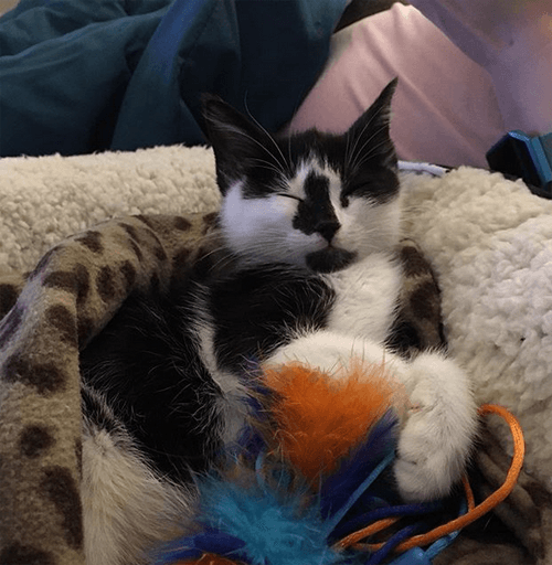watson