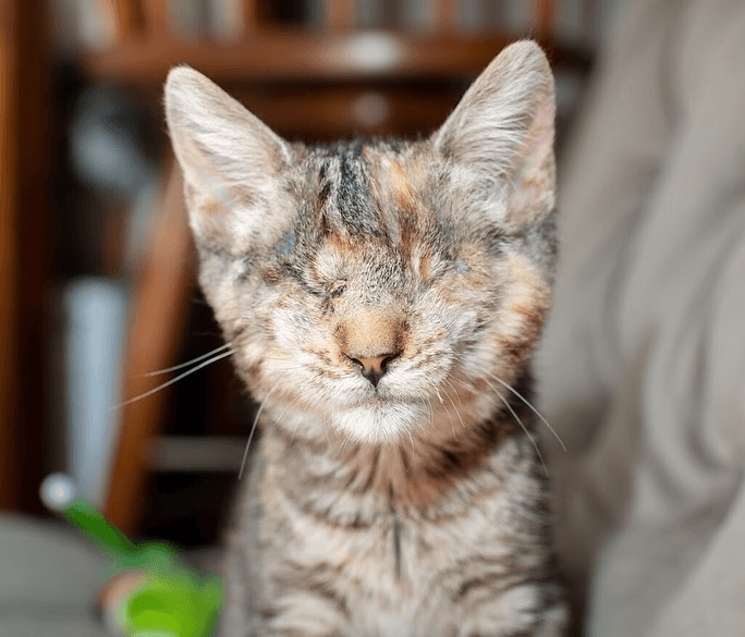 lola feature