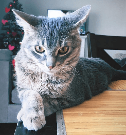 hector feature