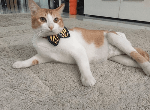 happycat