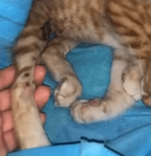 simba