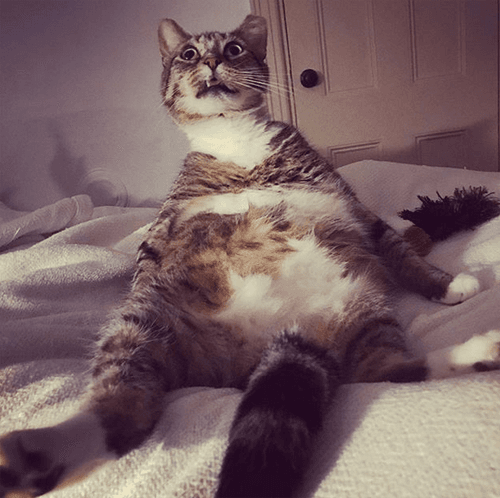 jojo