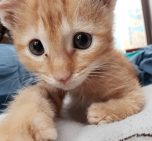 simba