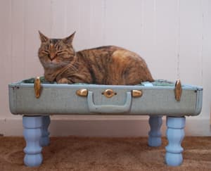 diycatbed