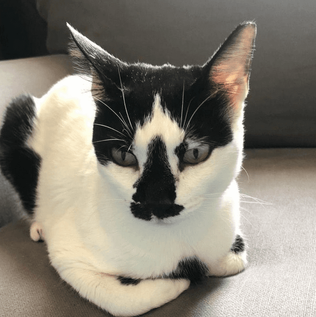 molly feature