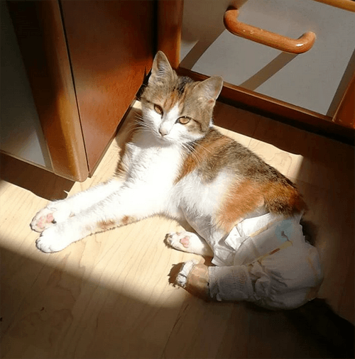 punktchen