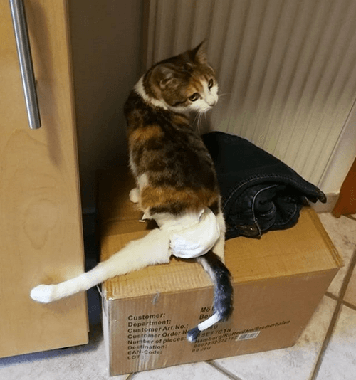 punktchen
