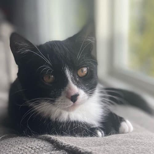 finn