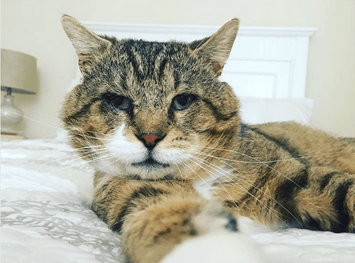 benson