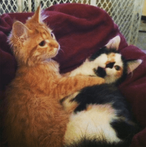 lunahobbes