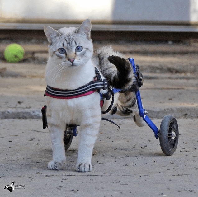 harpurrfeature