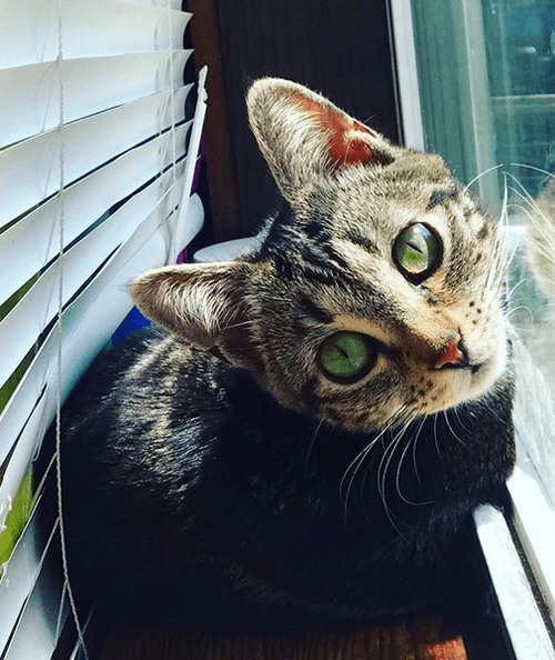 koa
