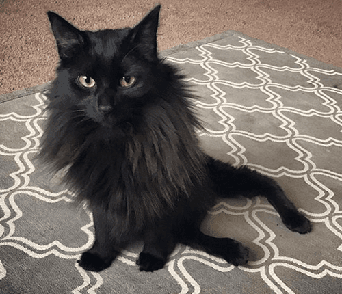 bb
