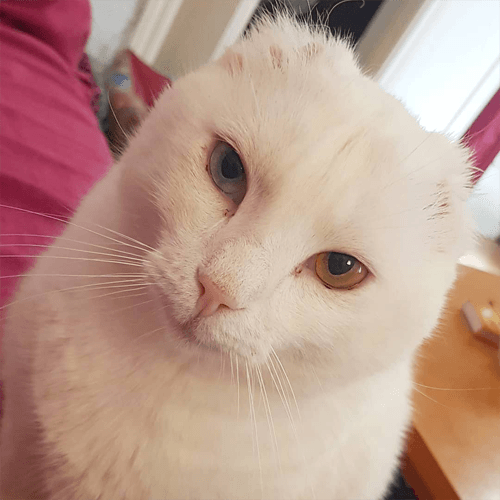 bowie